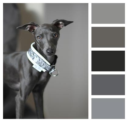 Italian Greyhound Dog Cute Image